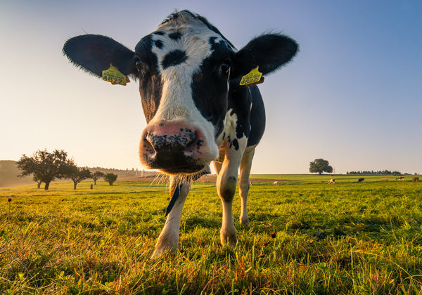 5 adresses incontournables pour faire ses courses à la ferme dans le canton de Vaud, Berne et Zurich !